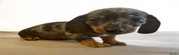 Miniature Dachshund dogs for sale: ** PRA CLEAR MINI DACHSHUND PUPPIES ** - Advert 12
