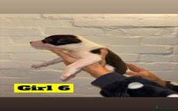 Mixed Breed dogs for sale: Beautiful Border collie/kelpie X staff cross pups - Image 17
