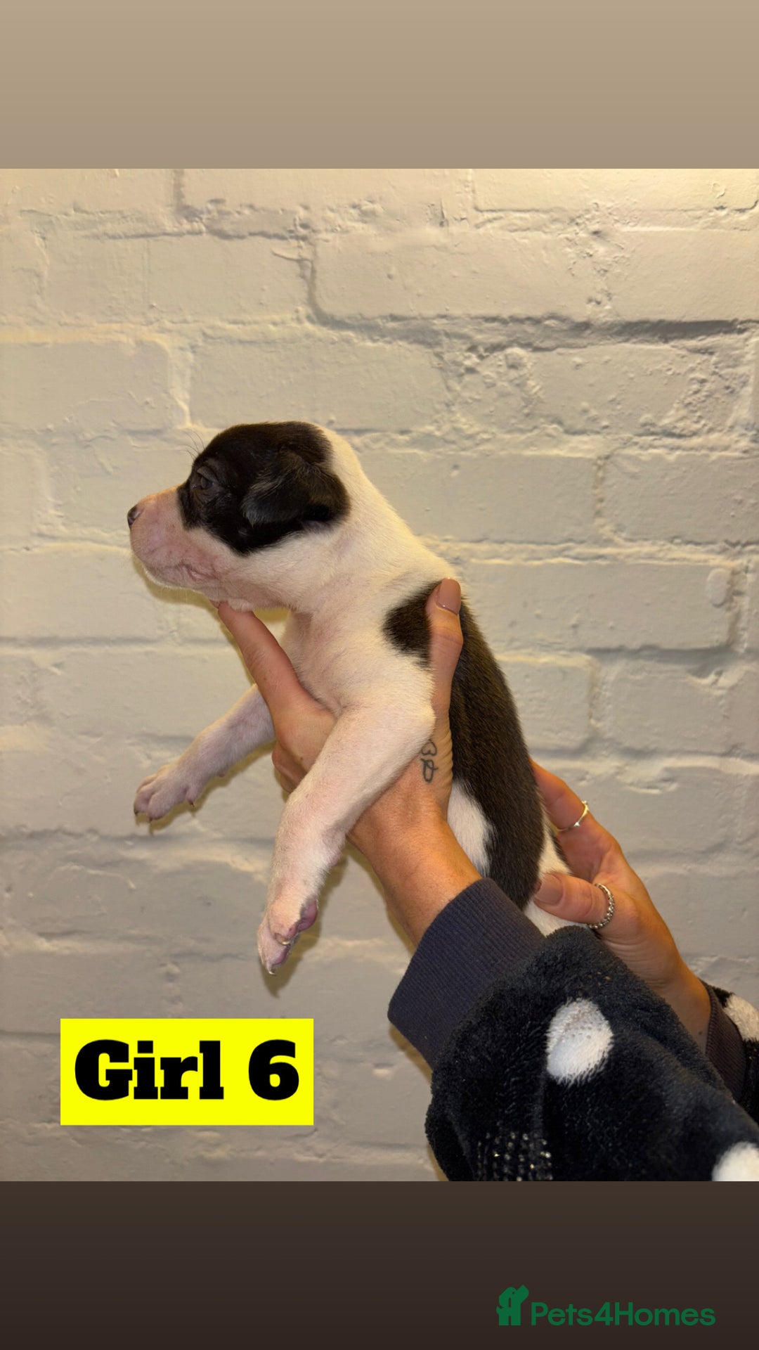 Mixed Breed dogs for sale: Beautiful Border collie/kelpie X staff cross pups - Image 17