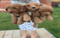 Cockapoo dogs for sale: 3 X boy Red Fox Cockapoo puppies for sale  - Image 3