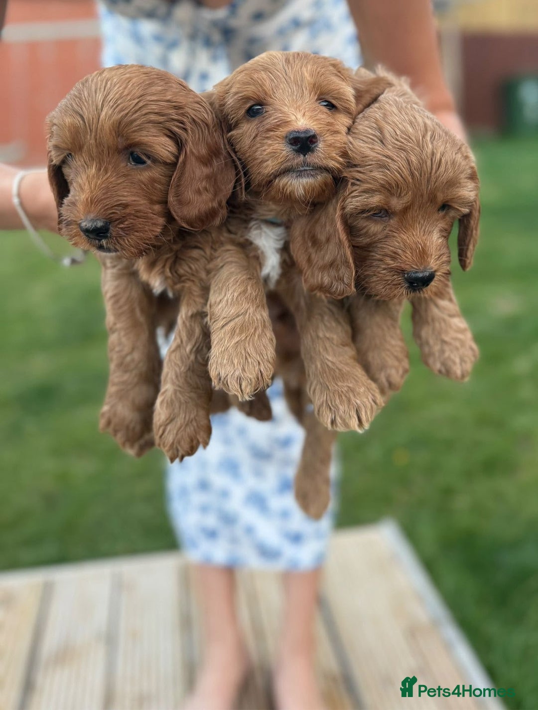 Cockapoo dogs for sale: 3 X boy Red Fox Cockapoo puppies for sale  - Image 3