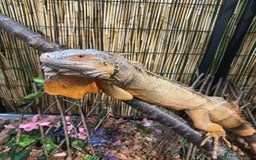 Iguana reptiles for sale: 4 Year Old Male Green (Red) Iguana - Image 1