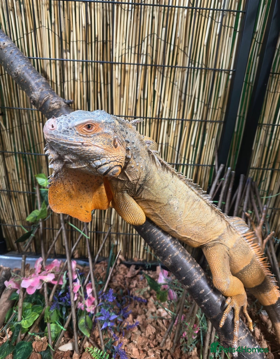Iguana reptiles for sale: 4 Year Old Male Green (Red) Iguana - Image 1
