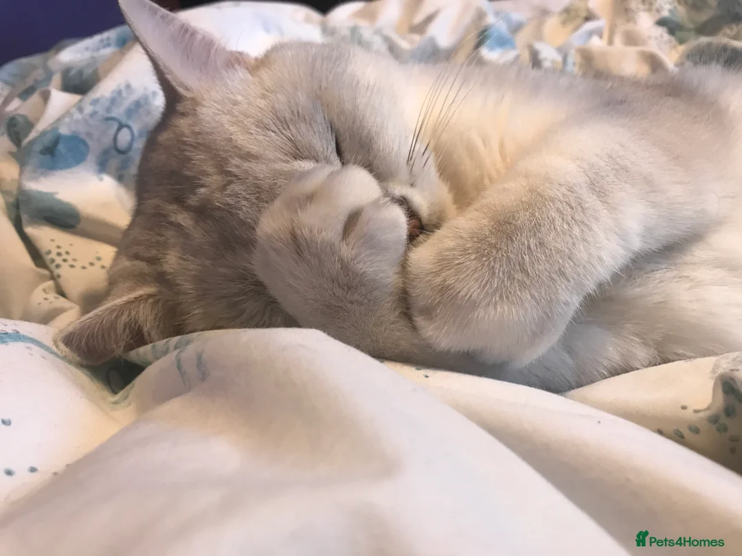 British Shorthair cats for stud: 🐾 British Shorthair Silver Shaded Stud 🐾 in Basildon - Advert 8