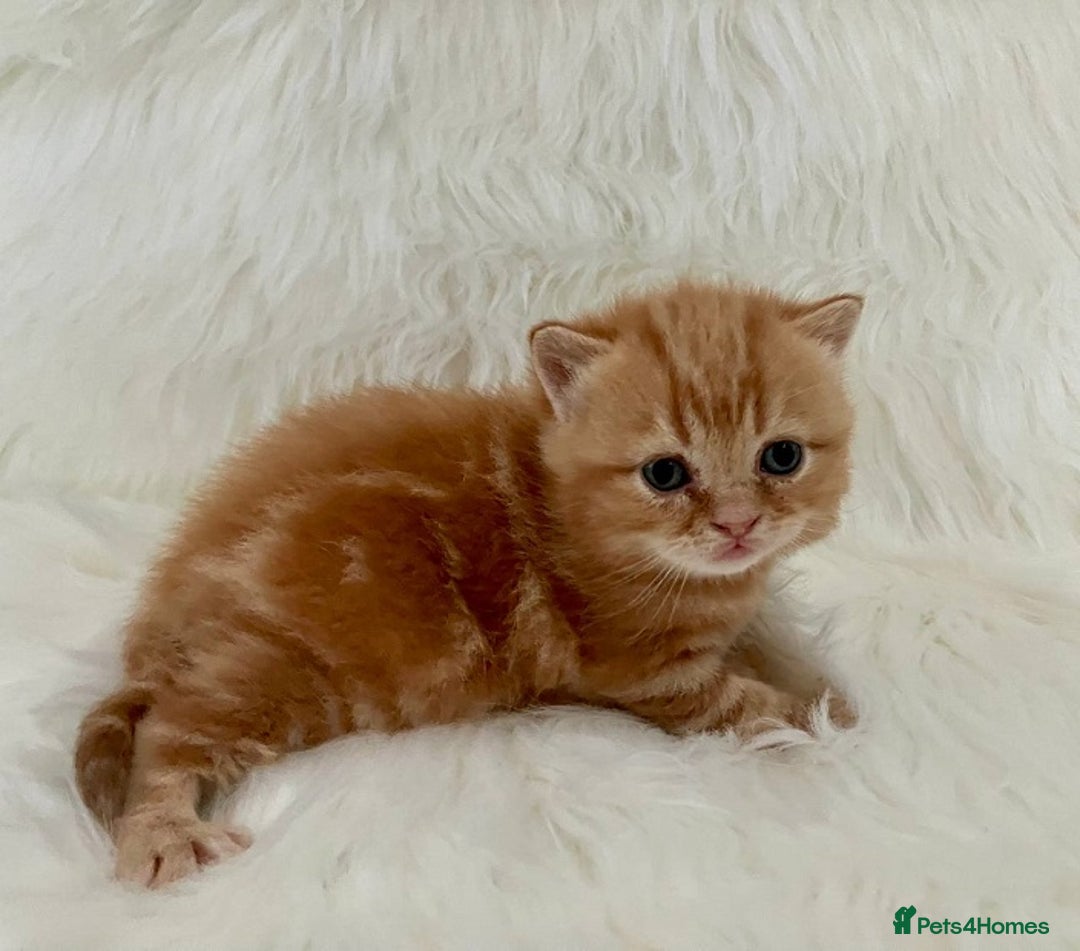 British Shorthair cats for sale: Rare colors British Shorthair kittens - Advert 21
