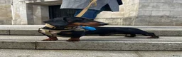 Dachshund dogs for stud: Dachshund Available for Stud - Advert 6