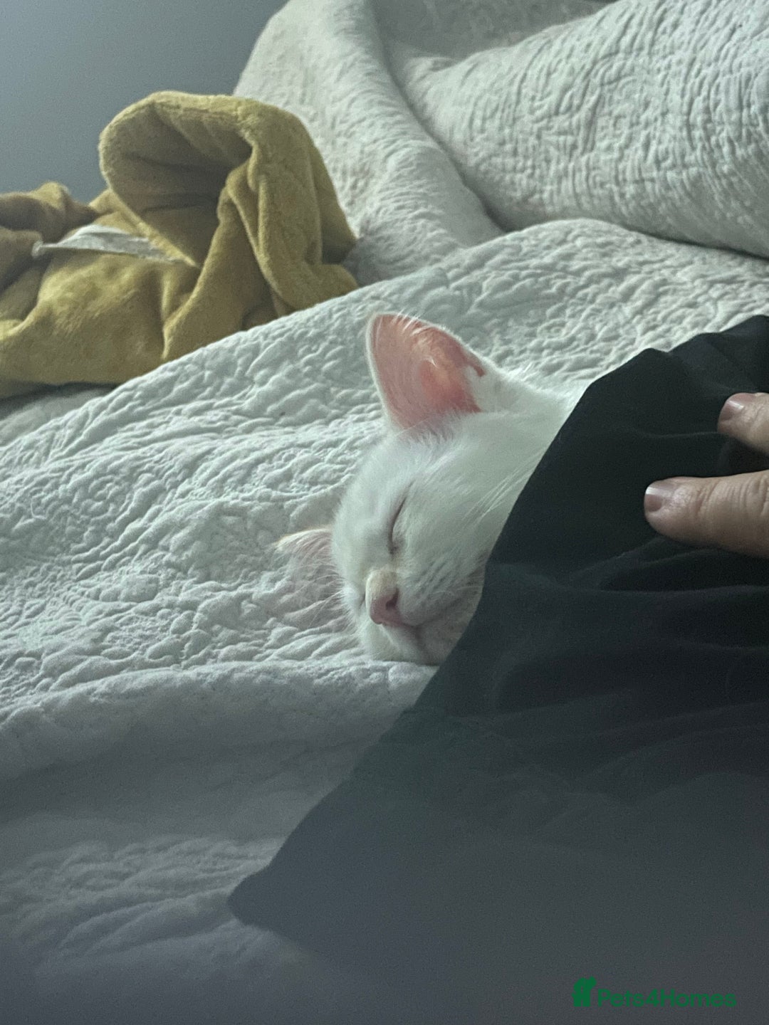 Ragdoll cats for sale:  Beautiful pedigree Ragdoll Kittens  2 boys left! - Image 35