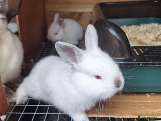 New Zealand rabbits - Advert 1