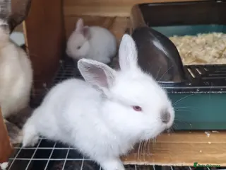 New Zealand rabbits New Zealand white cross with Californian Rabbits - Advert 2