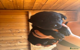 Mixed Breed dogs for sale: Rottie cross lab  - Image 7