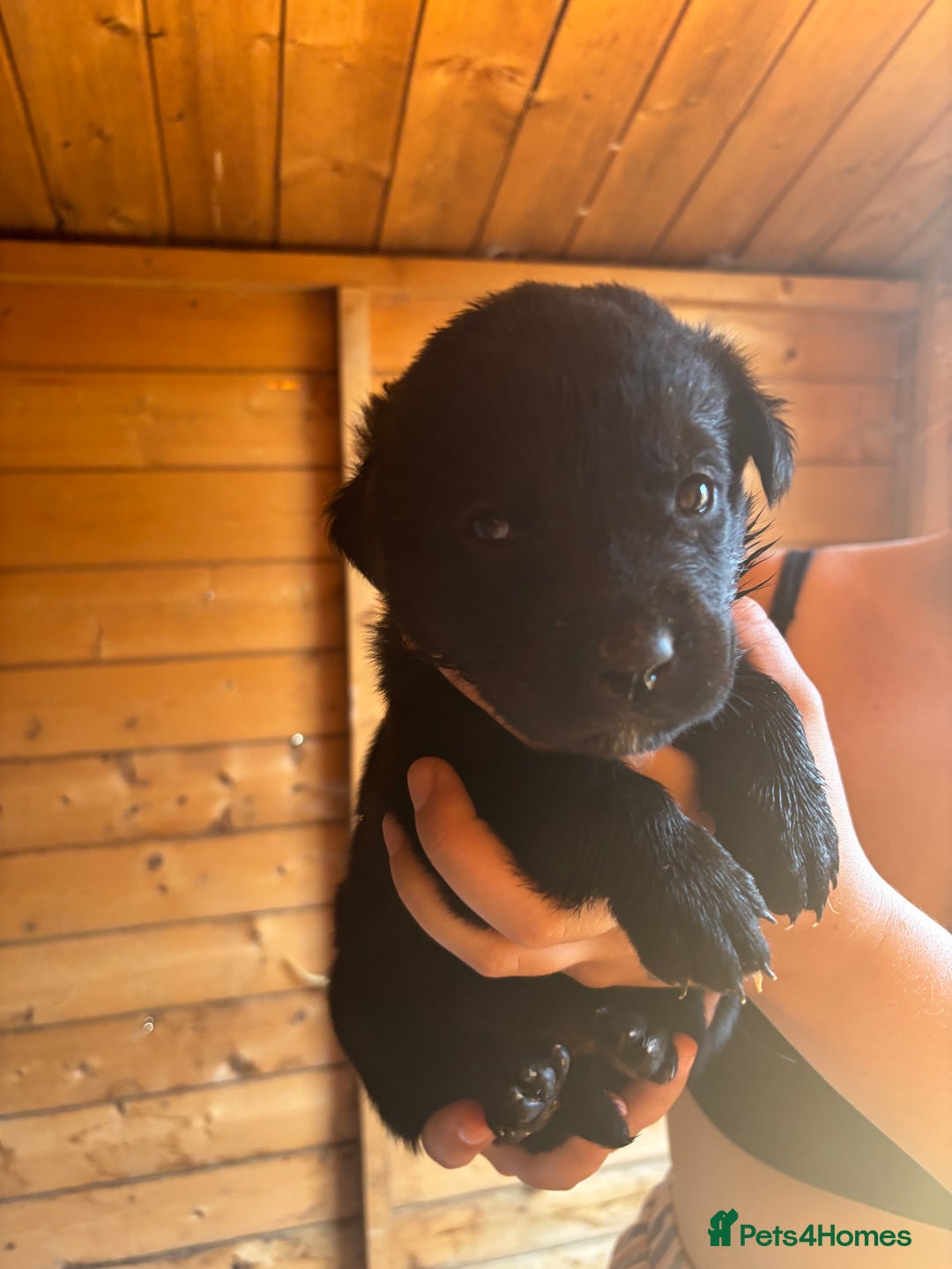 Mixed Breed dogs for sale: Rottie cross lab  - Image 7