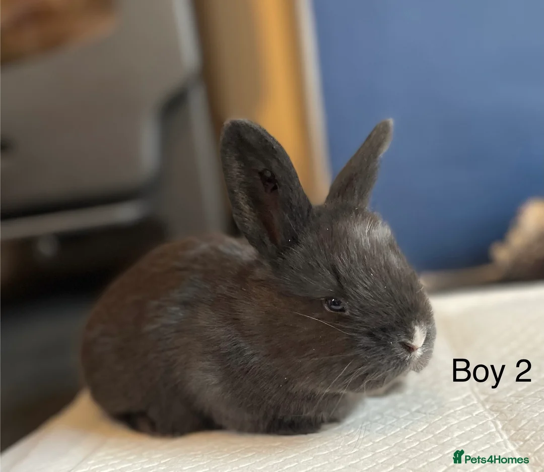 Continental Giant rabbits for sale: Brand new litter pure bred continental giants - Advert 5