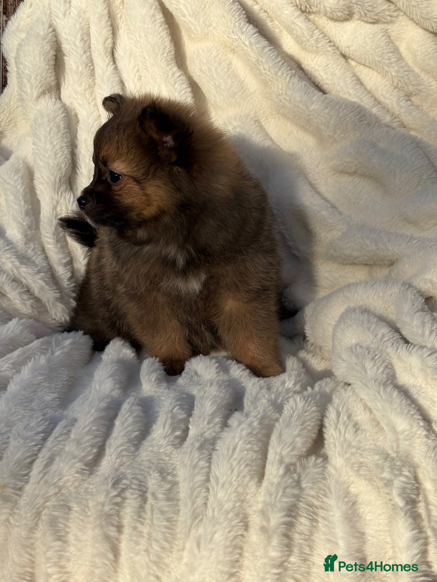 Pomeranian dogs 🐾 Teddy Pomeranian Puppies Ready To Home 🐾 - Advert 1