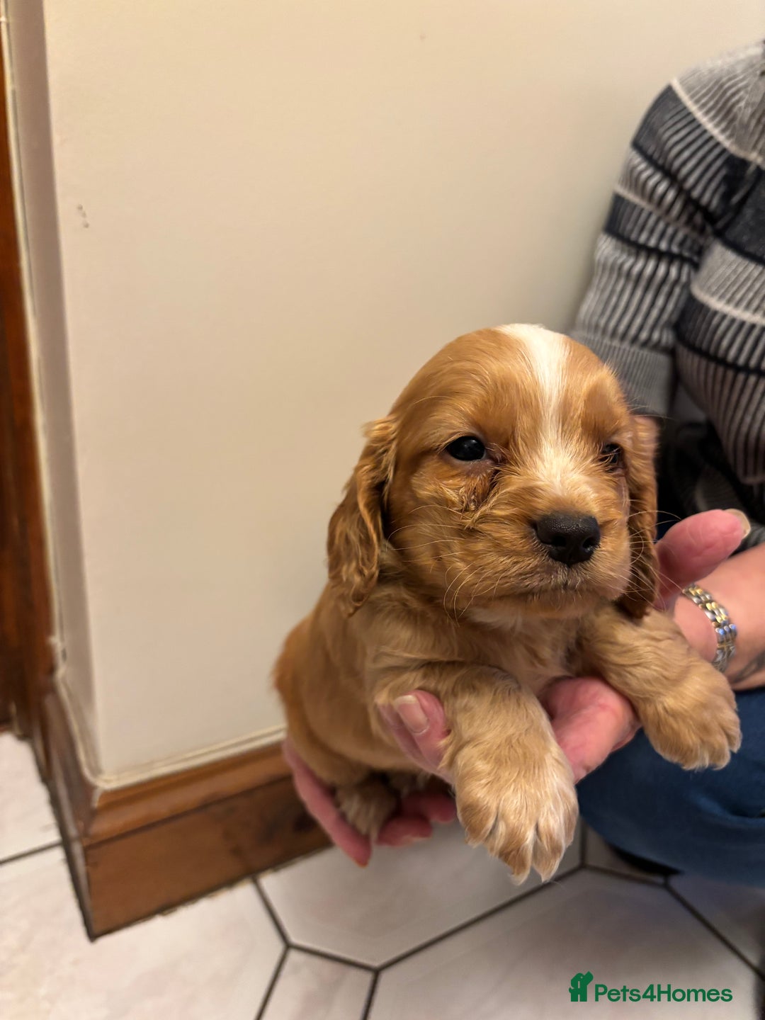 Cocker Spaniel dogs for sale: KC reg cocker spaniels  - Advert 33