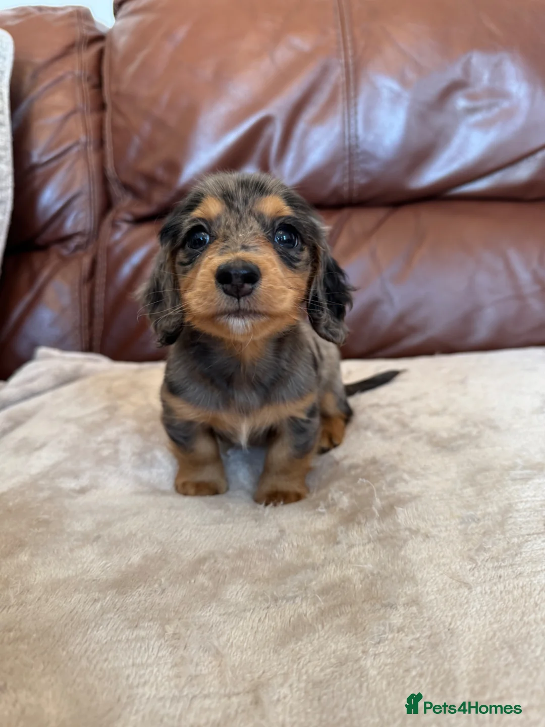 Miniature Dachshund dogs for sale: Miniature longhaired dachshunds  - Advert 15