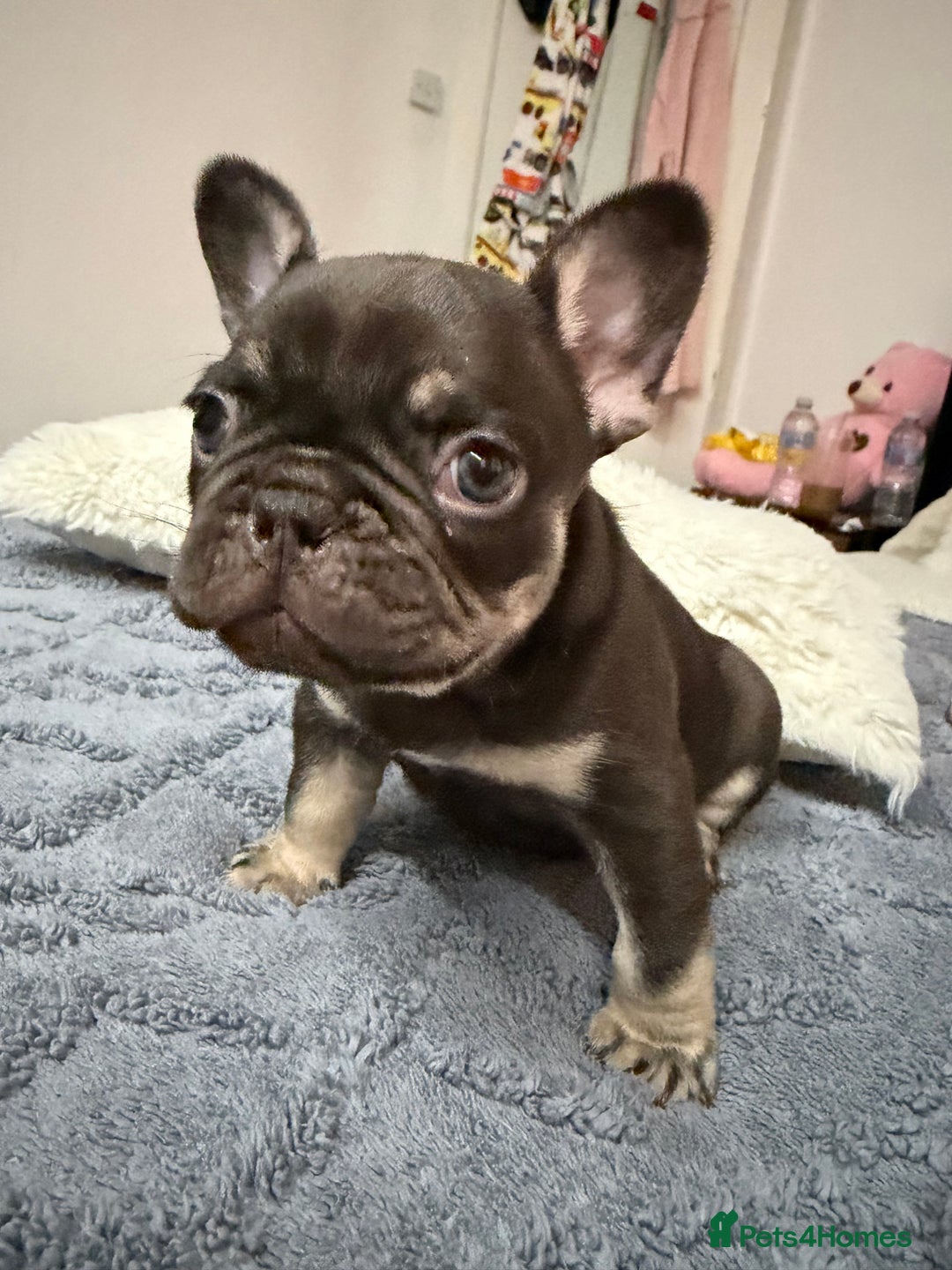 French Bulldog dogs for sale: French bulldog  - Advert 6