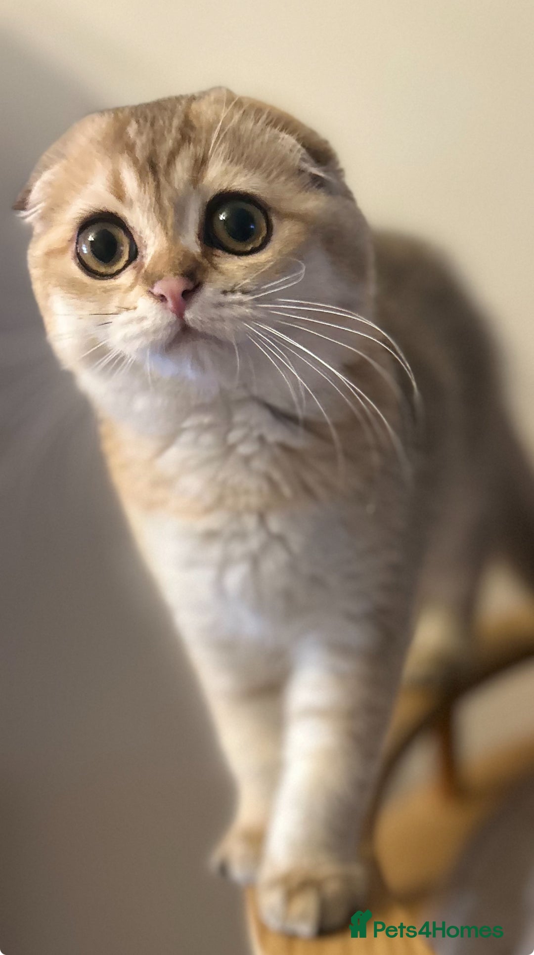 Scottish Fold cats for sale: Beautiful Gold chinchilla girl - Image 8