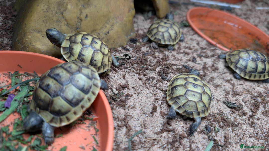 Tortoise reptiles for sale: Beautiful Baby Greek Tortoise with A10 Certificate - Image 5