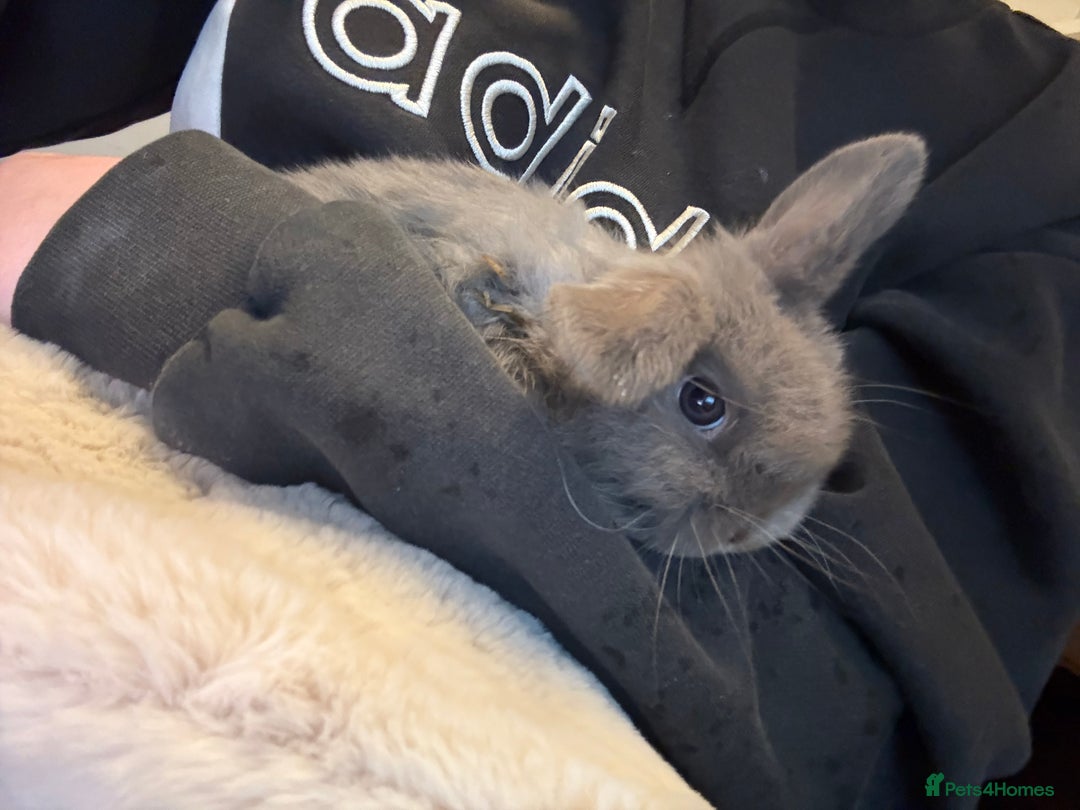 Mini Lop rabbits for sale: mini lop bunny  - Advert 2