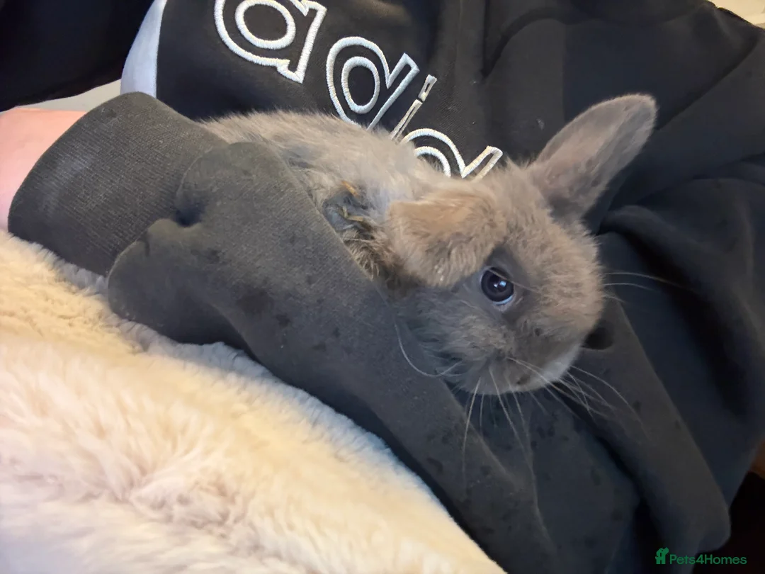 Mini Lop rabbits for sale: mini lop bunny  - Advert 2