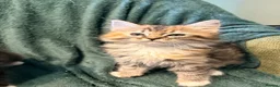 Ragdoll cats for sale: 3/4 Ragdoll Kittens - all long haired beauties  - Advert 7