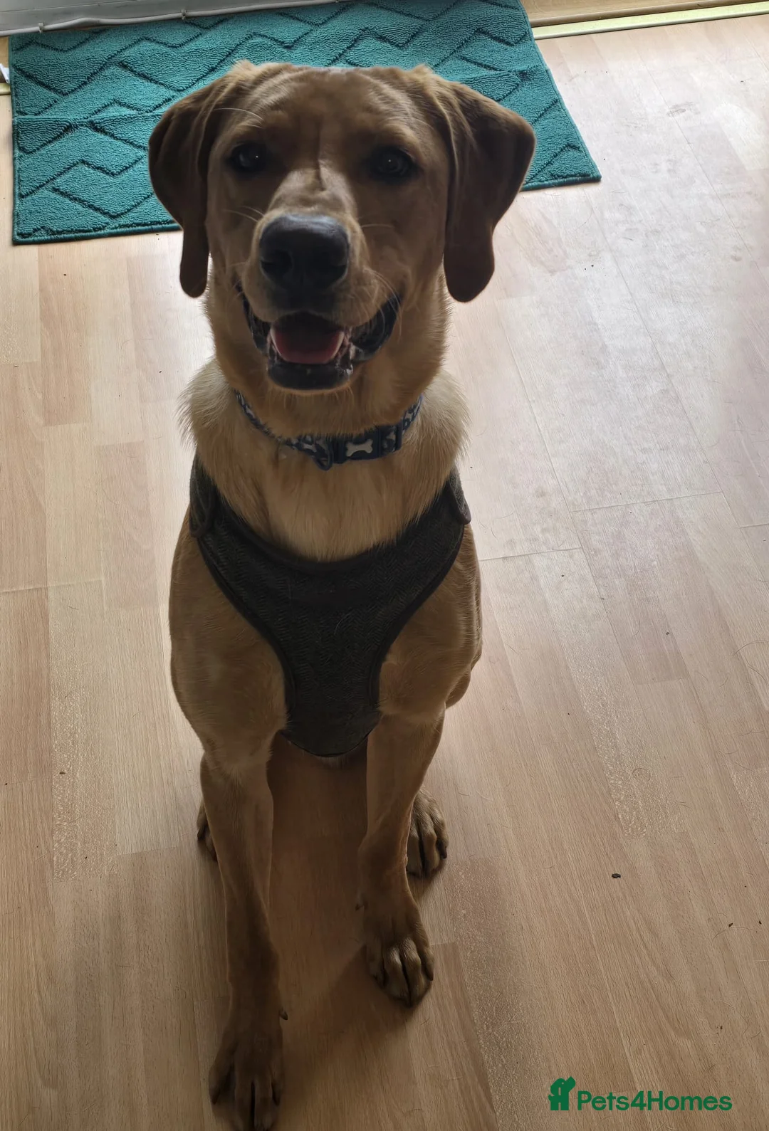 Labrador Retriever dogs for sale: Ted looking for his forever home  - Advert 5