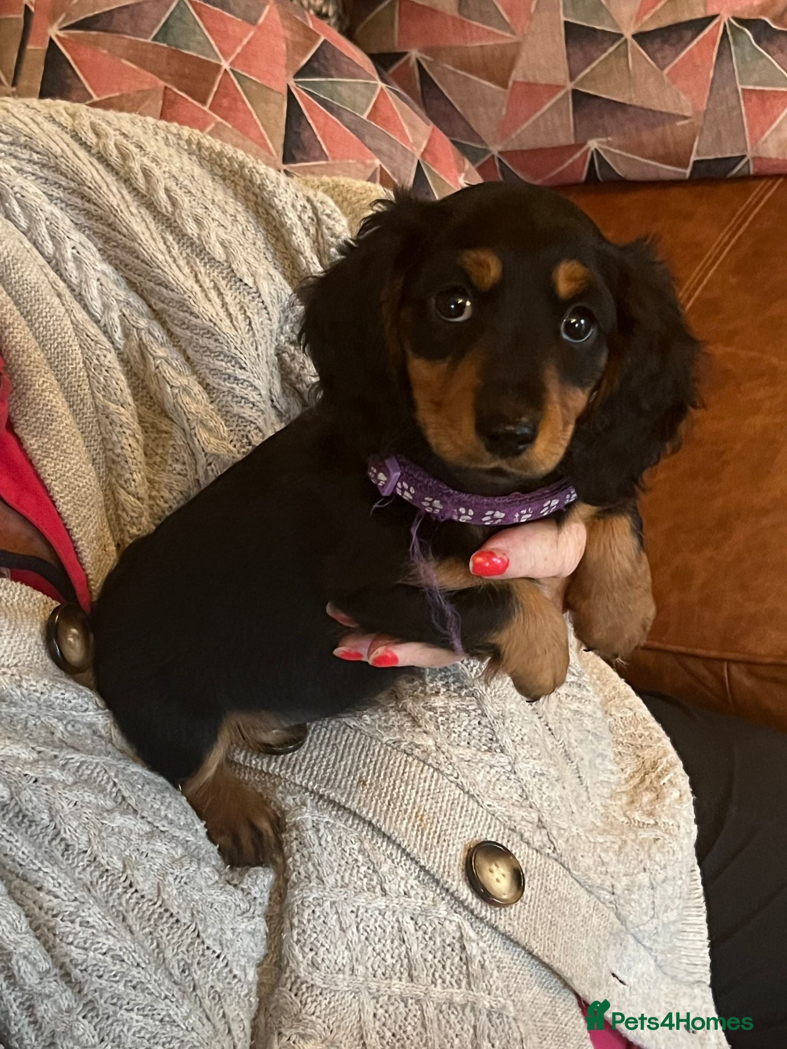Miniature Dachshund dogs Miniature Dachshunds - Advert 2