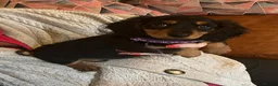 Miniature Dachshund dogs for sale: Miniature Dachshunds - Advert 2