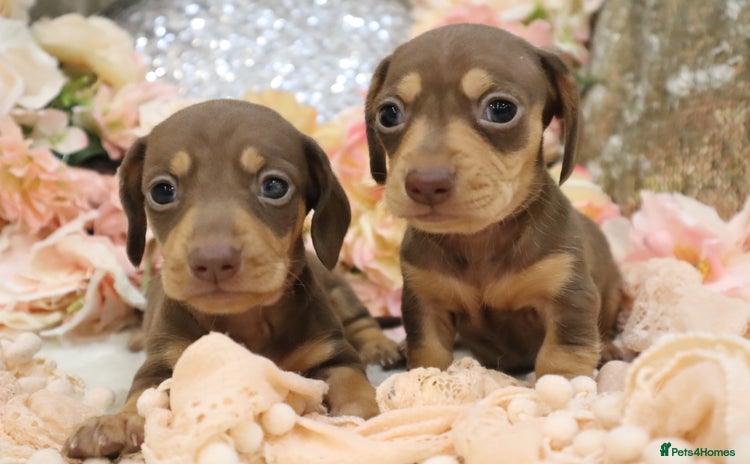 Miniature Dachshund dogs - Advert 4