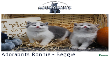 British Shorthair cats - Advert 2