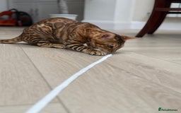 Bengal cats for sale: Female bengal kitten  - Image 6