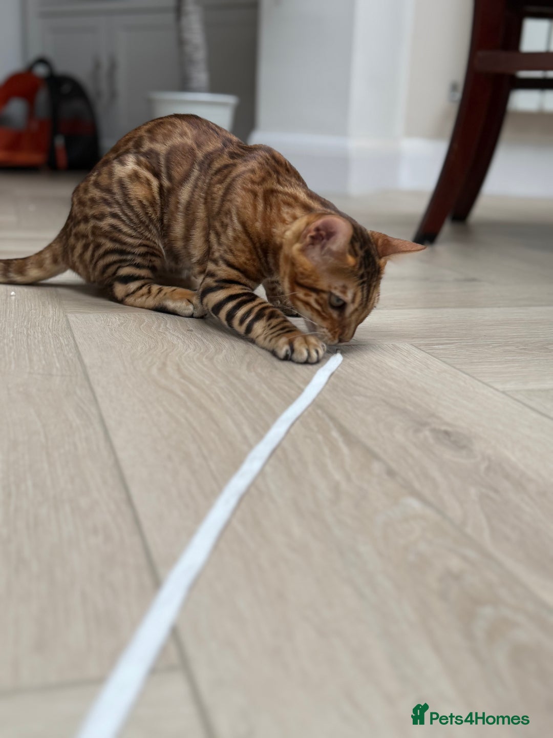 Bengal cats for sale: Female bengal kitten  - Image 6