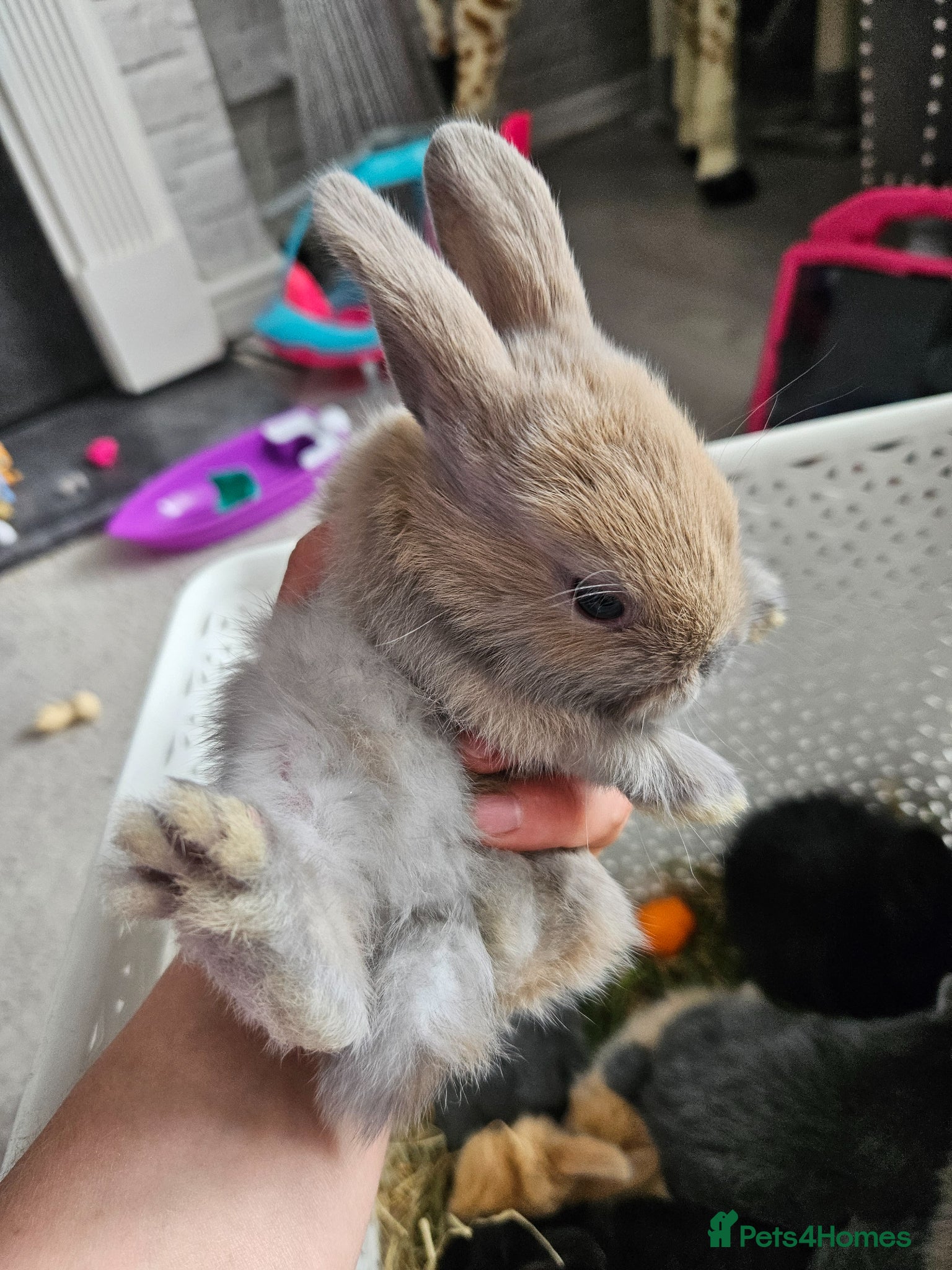 Mixed Breed rabbits for sale: Baby bunny's  - Advert 3