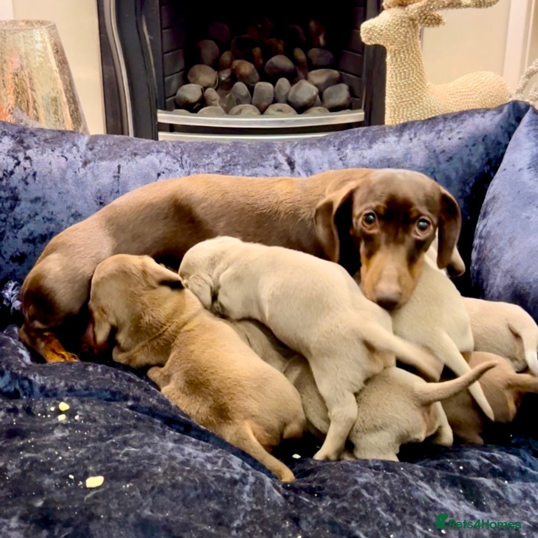 Miniature Dachshund dogs for sale: 🐾Beautiful kc mini dachshund pups ready 20 Dec🐾 - Advert 25