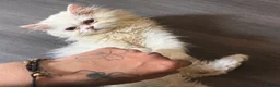 Persian cats for sale: Male white Persian chinchilla  - Advert 2