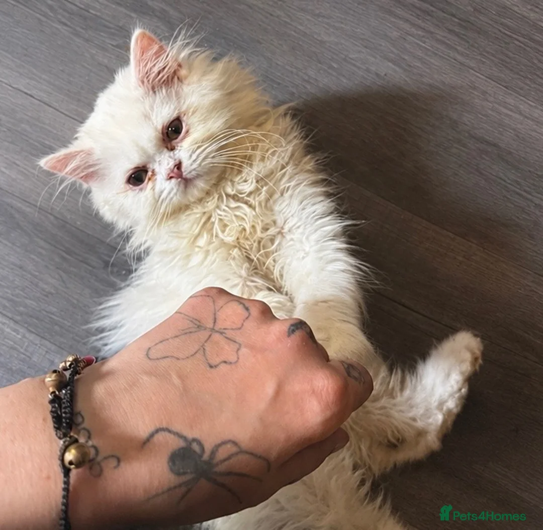 Persian cats for sale: Male white Persian chinchilla  - Advert 2