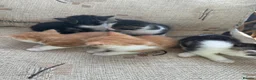 Mixed Breed cats for sale: Kittens - Advert 2