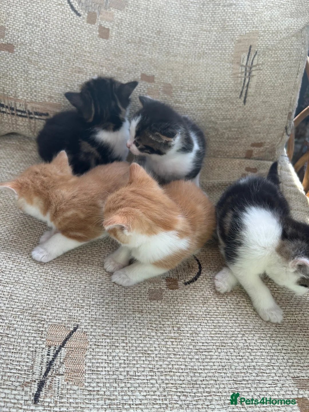 Mixed Breed cats for sale: Kittens - Advert 2