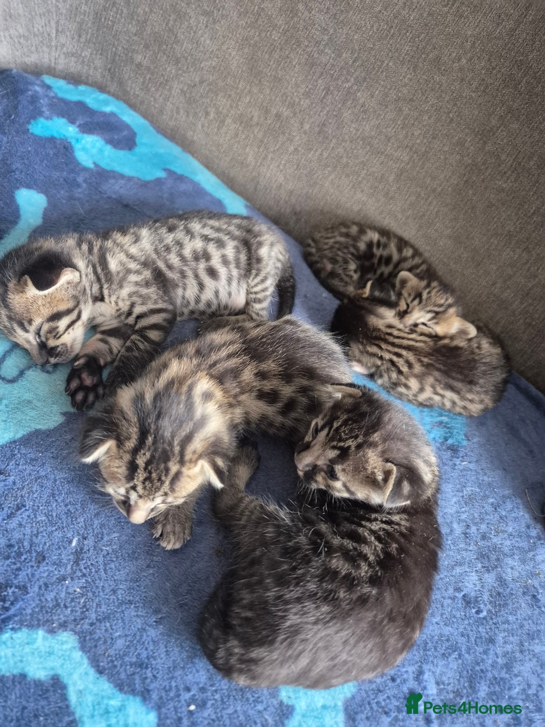 Savannah cats for sale: Savannah kittens ready to leave 24th October  - Image 18