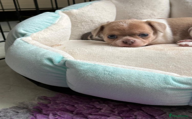 Chihuahua dogs - Advert 4
