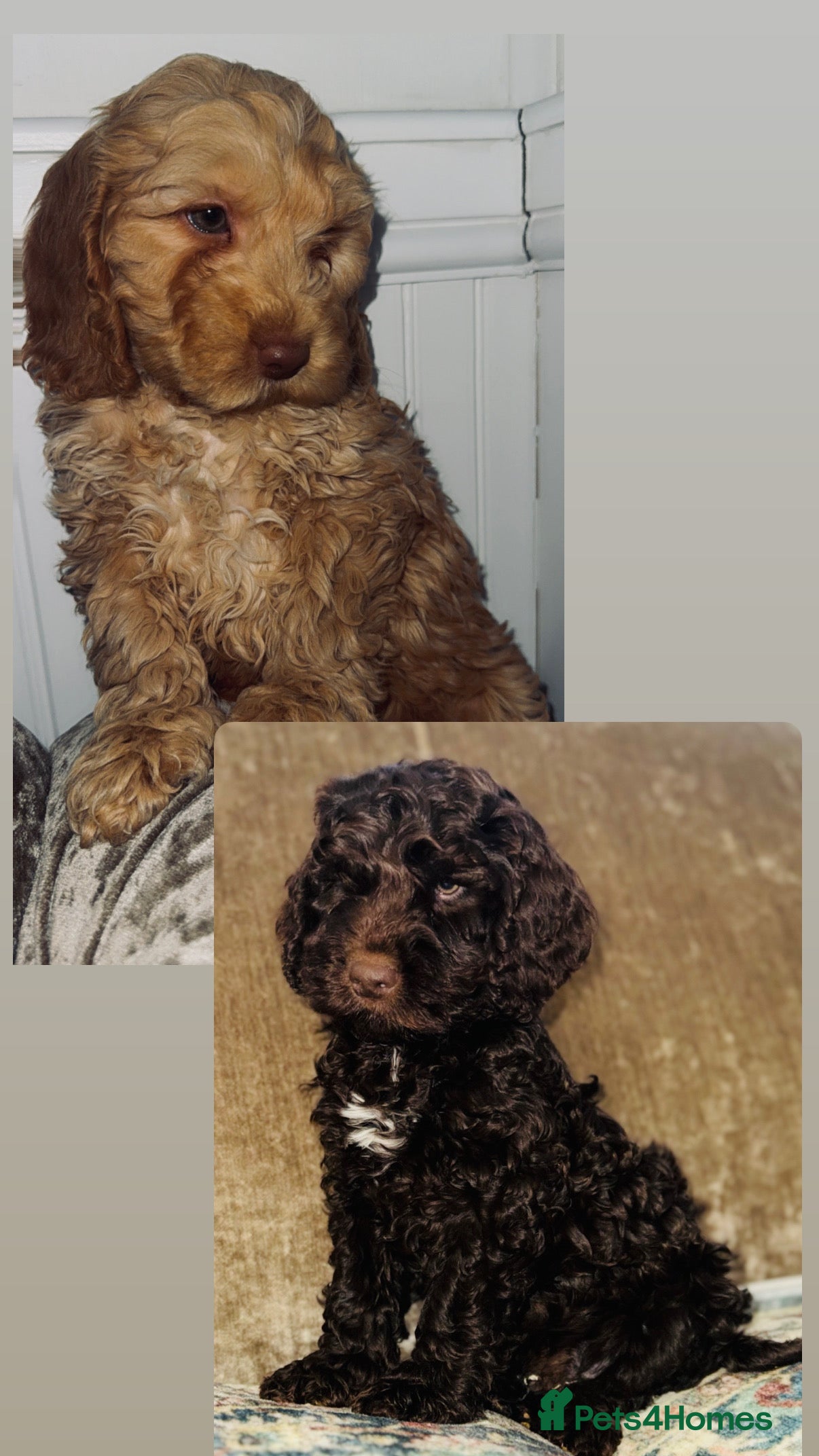 Cockapoo dogs Quality Cockapoo Puppies - Ready Now - Advert 3