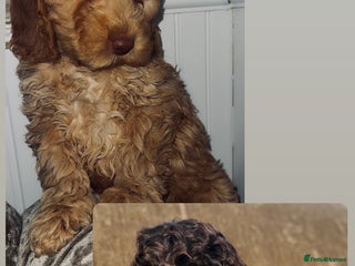 Cockapoo dogs Quality Cockapoo Puppies - Ready Now - Advert 5