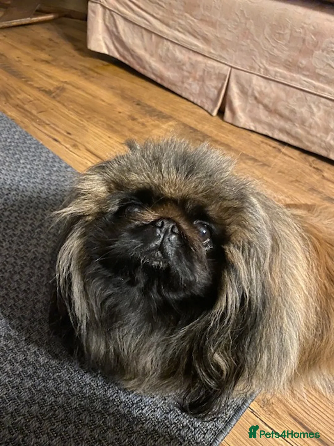 Pekingese dogs for stud: KC Registered Pekingese for Stud in York - Advert 2