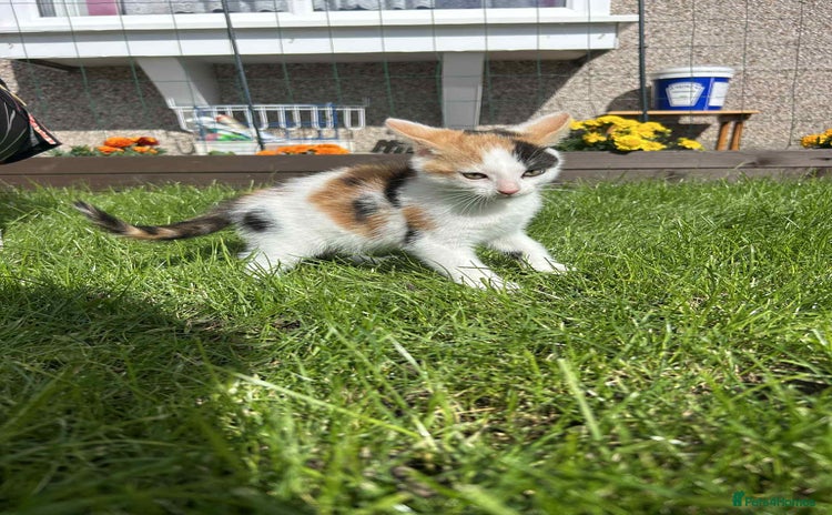 Mixed Breed cats - Advert 4