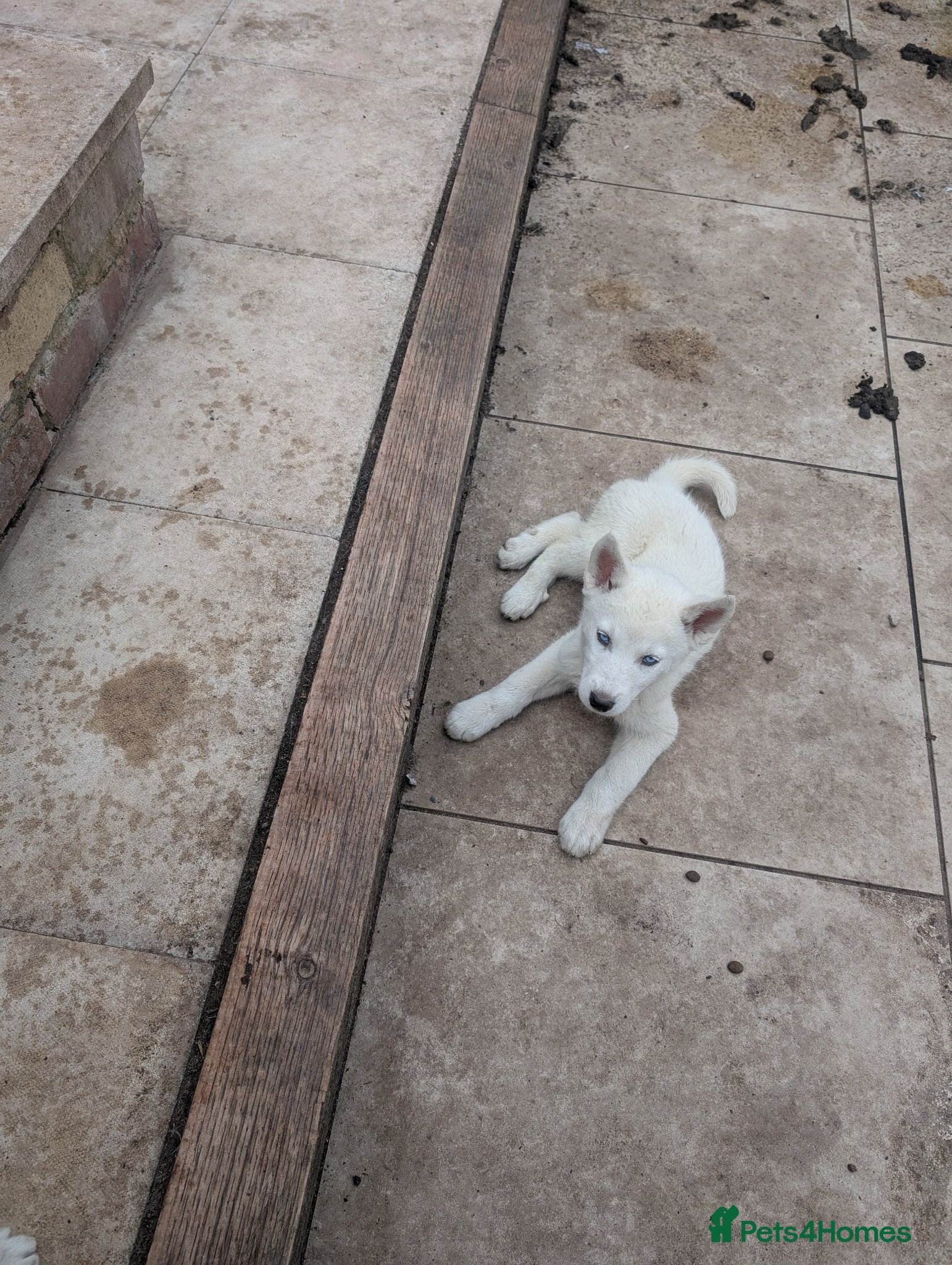 Siberian Husky dogs for sale: Siberian Husky puppies - Advert 17
