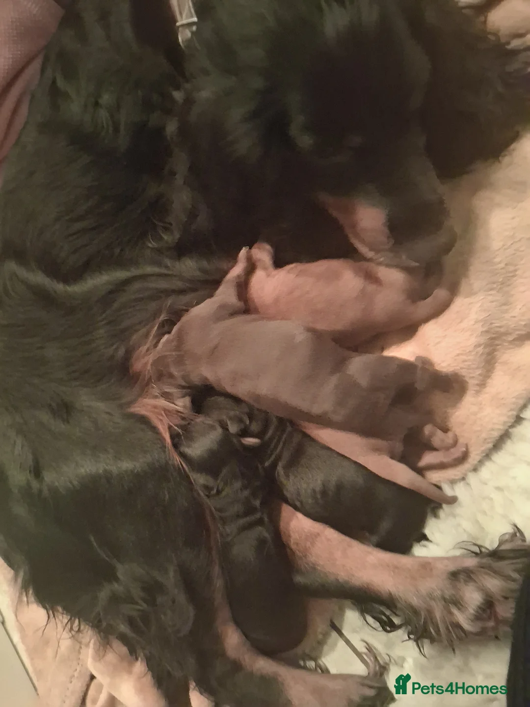 Cocker Spaniel dogs for sale: Exceptional KC Cocker Spaniel Pups - Advert 18