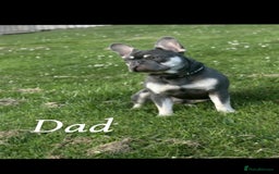 French Bulldog dogs for sale: Beautiful French bulldog puppies  - Image 21