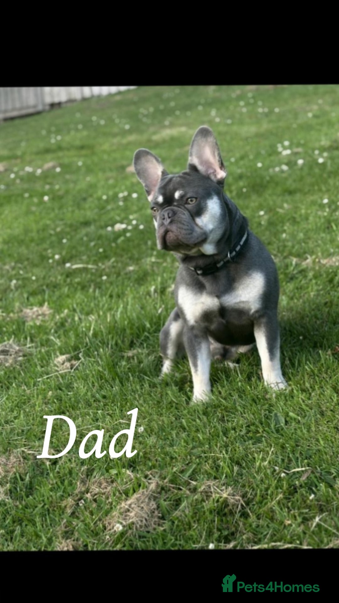 French Bulldog dogs for sale: Beautiful French bulldog puppies  - Image 21