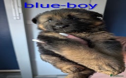 German Shepherd dogs for sale: German shepherd puppy's  - Image 4