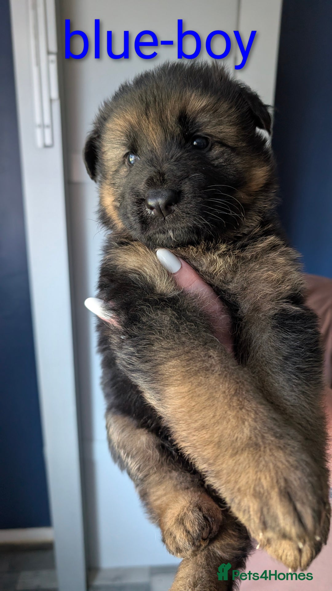 German Shepherd dogs for sale: German shepherd puppy's  - Image 4